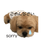 ペキプー★Chama君 2（個別スタンプ：8）