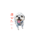 ぼく、うしわかまる（個別スタンプ：40）