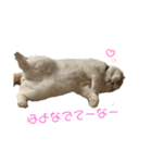 前ちゃんスタンプ1（個別スタンプ：3）