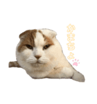 前ちゃんスタンプ1（個別スタンプ：5）
