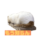 前ちゃんスタンプ1（個別スタンプ：9）
