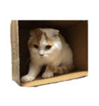 前ちゃんスタンプ1（個別スタンプ：12）