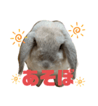 わがやのラビット（個別スタンプ：1）