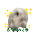 わがやのラビット（個別スタンプ：2）