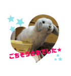 わがやのラビット（個別スタンプ：5）
