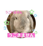 わがやのラビット（個別スタンプ：6）