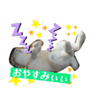 わがやのラビット（個別スタンプ：8）