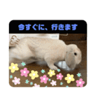 わがやのラビット（個別スタンプ：13）