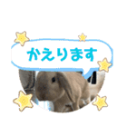 わがやのラビット（個別スタンプ：14）