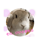わがやのラビット（個別スタンプ：15）