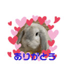 わがやのラビット（個別スタンプ：17）