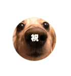 ダックスすたんぷ2（個別スタンプ：5）