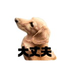 ダックスすたんぷ2（個別スタンプ：30）