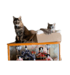 おいもとこはく（個別スタンプ：2）