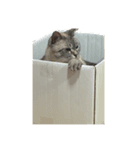 おいもとこはく（個別スタンプ：5）
