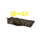 流ちゃんず③（個別スタンプ：7）