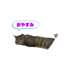 流ちゃんず①（個別スタンプ：2）