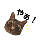 キジトラのてんちゃん（個別スタンプ：1）