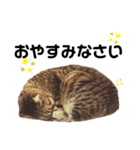キジトラのてんちゃん（個別スタンプ：3）