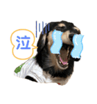 ぽて＆うにのおキャワな日常（個別スタンプ：13）