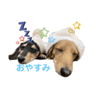 ぽて＆うにのおキャワな日常（個別スタンプ：33）