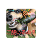 ぽて＆うにのおキャワな日常（個別スタンプ：34）