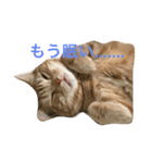 うーにゃんとごっつ①（個別スタンプ：1）