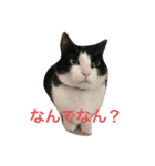 うーにゃんとごっつ①（個別スタンプ：3）