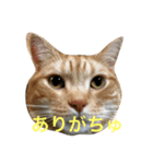うーにゃんとごっつ①（個別スタンプ：5）