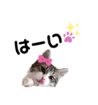 Aruちゃんのニャンコスタンプ♡（個別スタンプ：1）