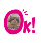 Aruちゃんのニャンコスタンプ♡（個別スタンプ：2）