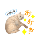 第一夫人 甘えんぼの彼女（個別スタンプ：17）
