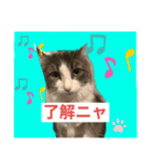 我が家のアラン君（個別スタンプ：1）