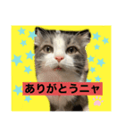 我が家のアラン君（個別スタンプ：2）