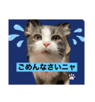 我が家のアラン君（個別スタンプ：3）