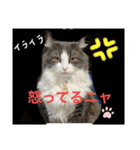 我が家のアラン君（個別スタンプ：4）