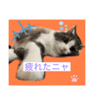 我が家のアラン君（個別スタンプ：5）
