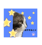 我が家のアラン君（個別スタンプ：7）