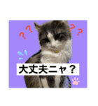 我が家のアラン君（個別スタンプ：8）