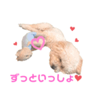 もこちゃんとおともだち（個別スタンプ：3）