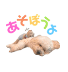 もこちゃんとおともだち（個別スタンプ：11）