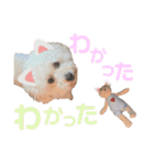 もこちゃんとおともだち（個別スタンプ：13）
