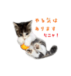 うちのキャッツ（個別スタンプ：1）