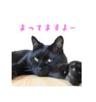 うちのキャッツ（個別スタンプ：2）