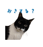 うちのキャッツ（個別スタンプ：3）