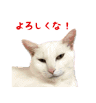 うちのキャッツ（個別スタンプ：4）