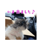 うちのキャッツ（個別スタンプ：6）