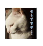 うちのキャッツ（個別スタンプ：8）