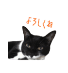 うちのキャッツ（個別スタンプ：9）