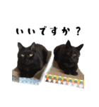 うちのキャッツ（個別スタンプ：10）